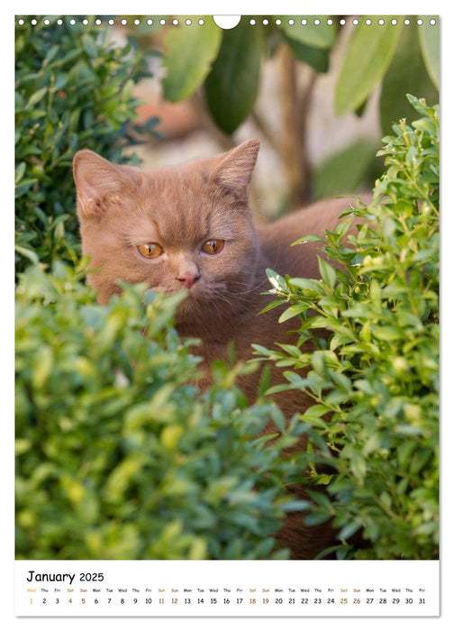 British Shorthair (CALVENDO Monthly Calendar 2025)