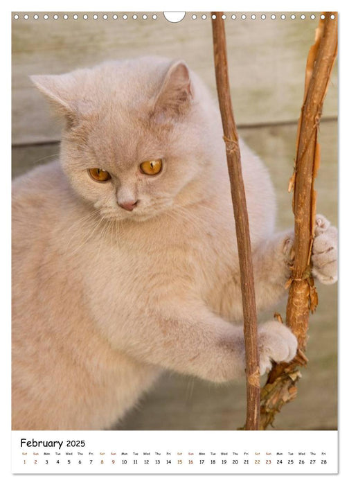 British Shorthair (CALVENDO Monthly Calendar 2025)