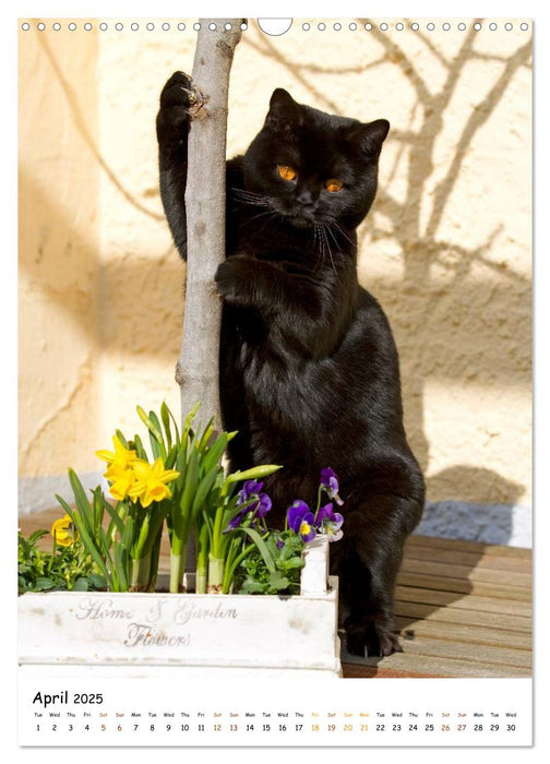 British Shorthair (CALVENDO Monthly Calendar 2025)