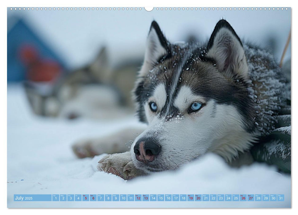 Sled Dogs - the Dream of Running (CALVENDO Premium-Calendar 2025)