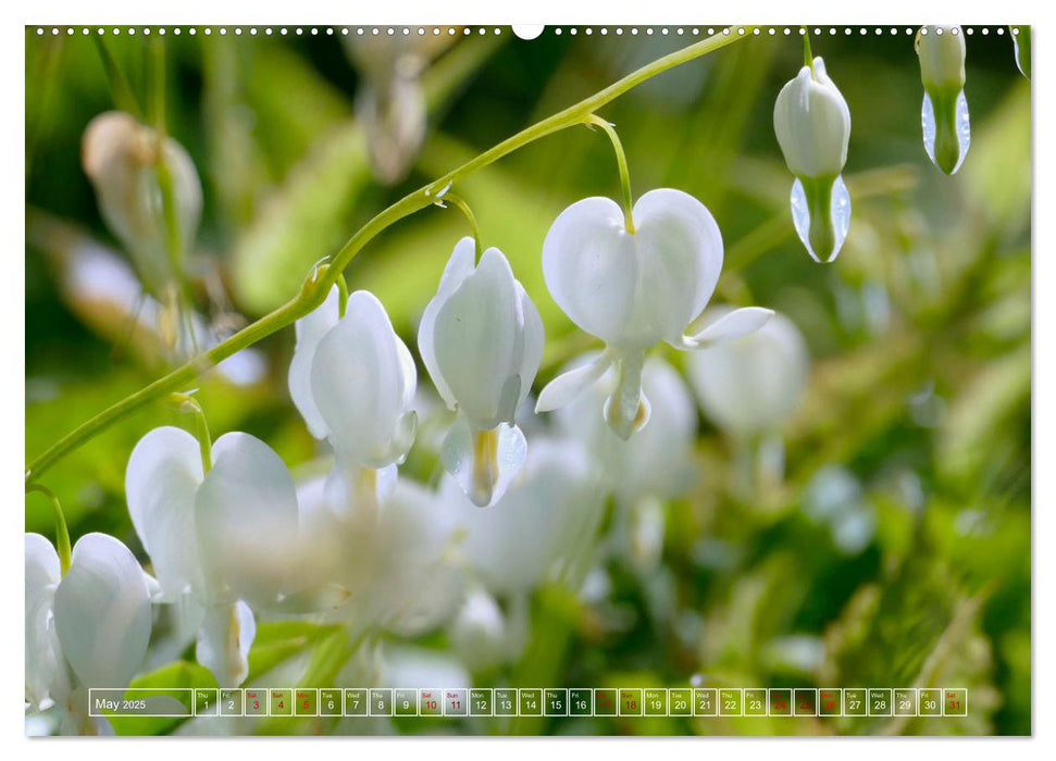 Blooming beauties (CALVENDO Monthly Calendar 2025)