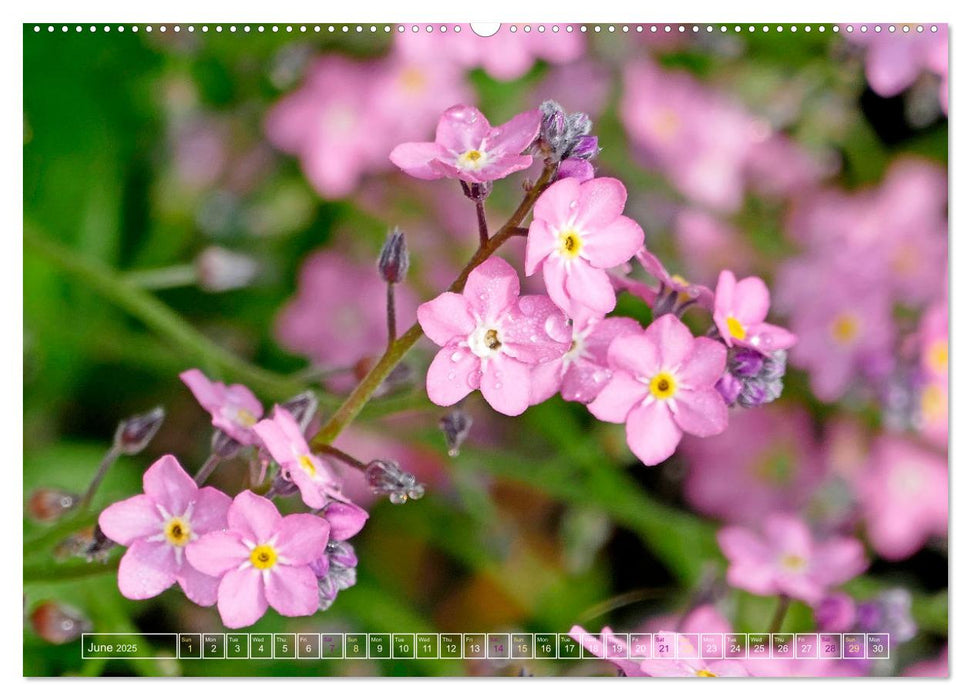 Blooming beauties (CALVENDO Monthly Calendar 2025)