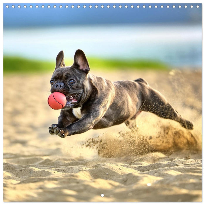 French Bulldogs in play frenzy (CALVENDO Monthly Calendar 2025)