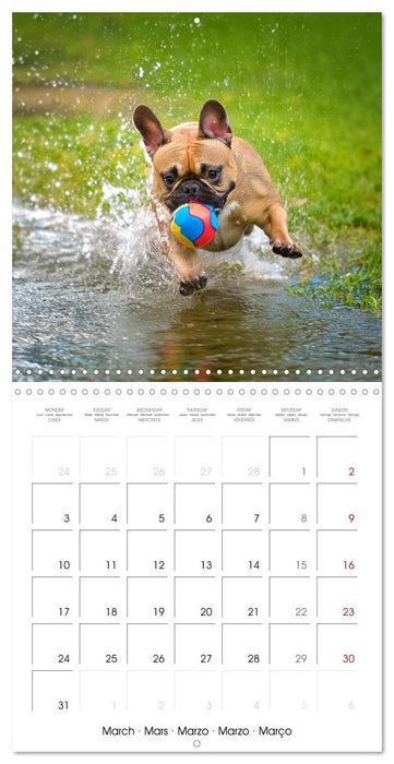 French Bulldogs in play frenzy (CALVENDO Monthly Calendar 2025)