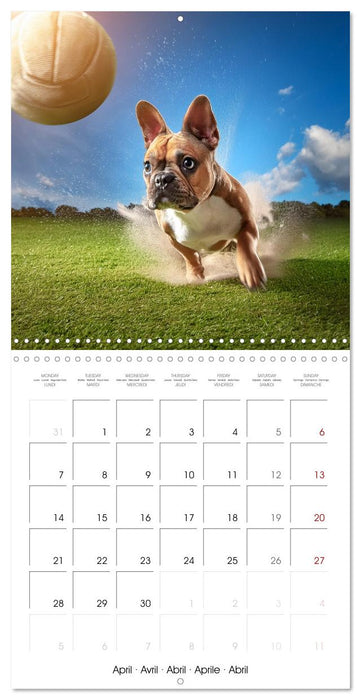 French Bulldogs in play frenzy (CALVENDO Monthly Calendar 2025)