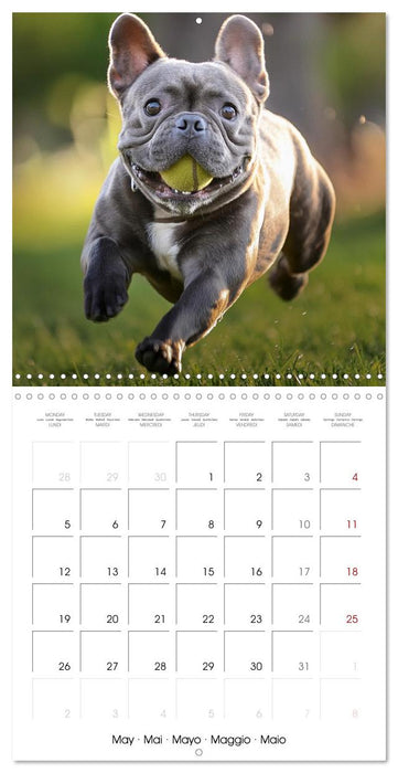 French Bulldogs in play frenzy (CALVENDO Monthly Calendar 2025)