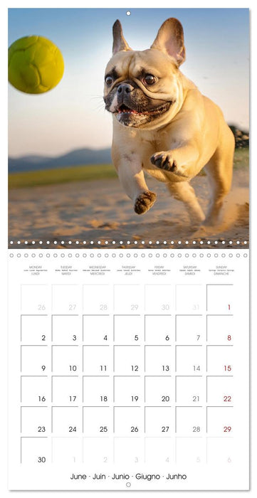 French Bulldogs in play frenzy (CALVENDO Monthly Calendar 2025)