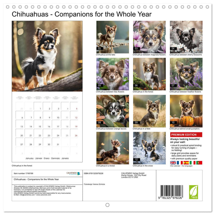 Chihuahuas - Companions for the Whole Year (CALVENDO Monthly Calendar 2025)