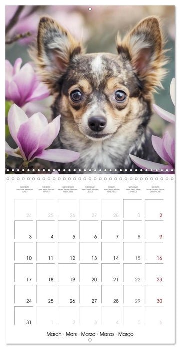 Chihuahuas - Companions for the Whole Year (CALVENDO Monthly Calendar 2025)