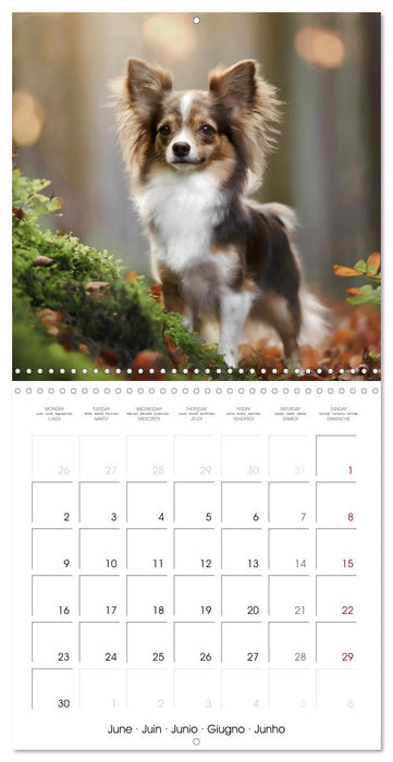 Chihuahuas - Companions for the Whole Year (CALVENDO Monthly Calendar 2025)