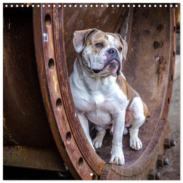 City dogs in the landscape park (CALVENDO Monthly Calendar 2025)