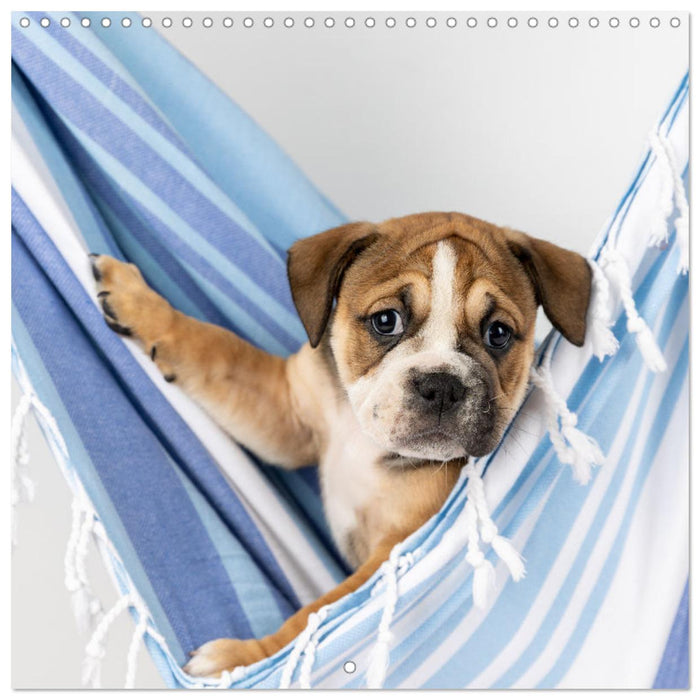 Old English Bulldog puppy in the hammock (CALVENDO Monthly Calendar 2025)