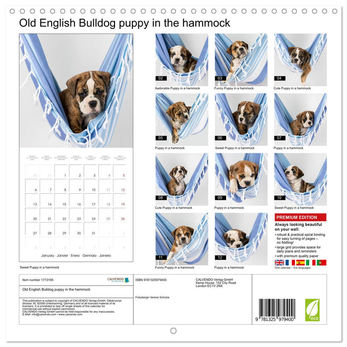 Old English Bulldog puppy in the hammock (CALVENDO Monthly Calendar 2025)