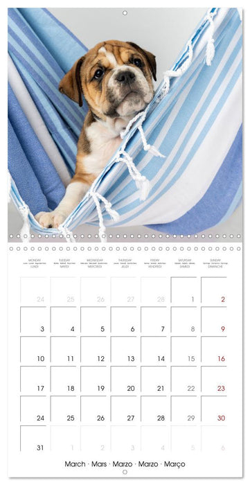 Old English Bulldog puppy in the hammock (CALVENDO Monthly Calendar 2025)