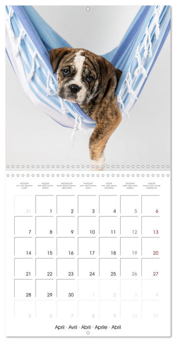 Old English Bulldog puppy in the hammock (CALVENDO Monthly Calendar 2025)