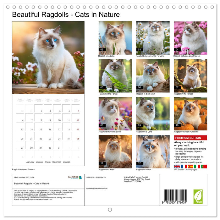 Beautiful Ragdolls - Cats in Nature (CALVENDO Monthly Calendar 2025)