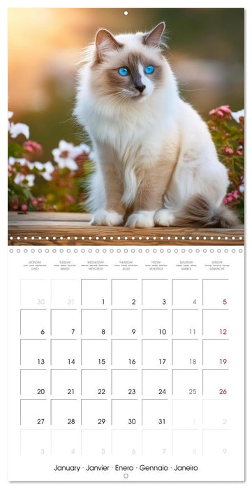 Beautiful Ragdolls - Cats in Nature (CALVENDO Monthly Calendar 2025)