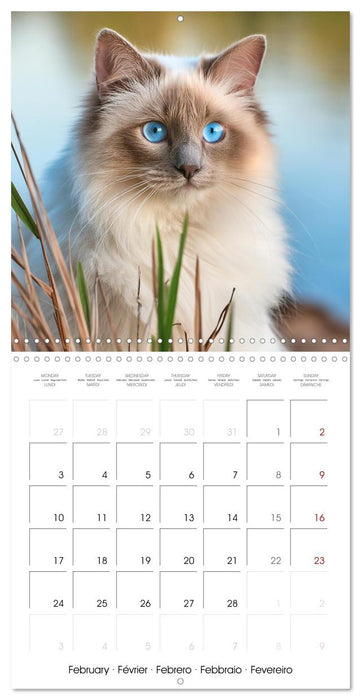 Beautiful Ragdolls - Cats in Nature (CALVENDO Monthly Calendar 2025)