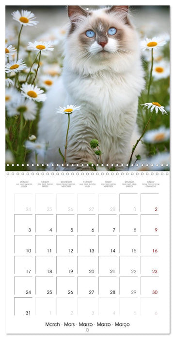 Beautiful Ragdolls - Cats in Nature (CALVENDO Monthly Calendar 2025)