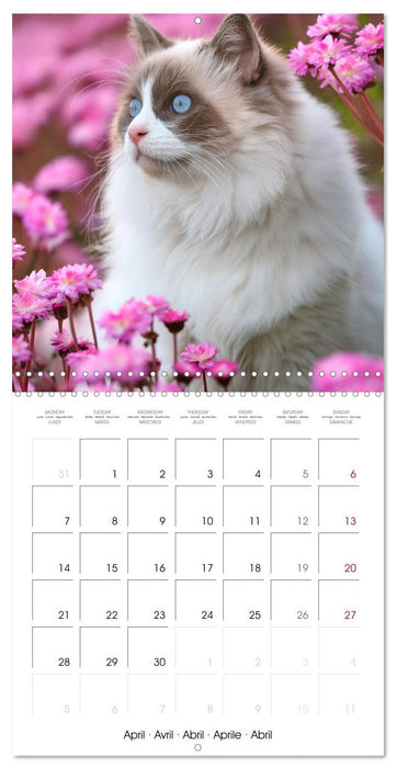 Beautiful Ragdolls - Cats in Nature (CALVENDO Monthly Calendar 2025)