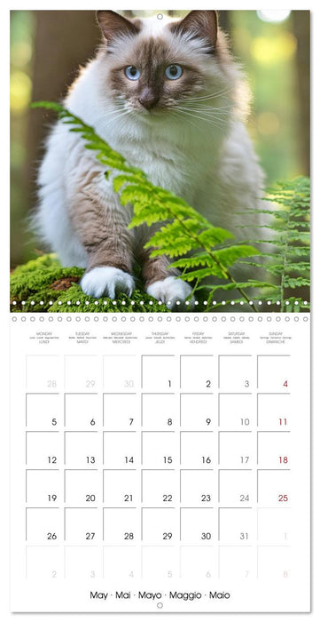 Beautiful Ragdolls - Cats in Nature (CALVENDO Monthly Calendar 2025)