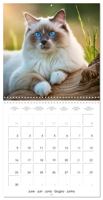 Beautiful Ragdolls - Cats in Nature (CALVENDO Monthly Calendar 2025)