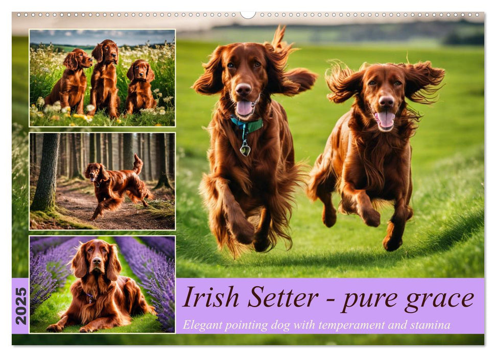 Irish Setter - pure grace (CALVENDO Monthly Calendar 2025)