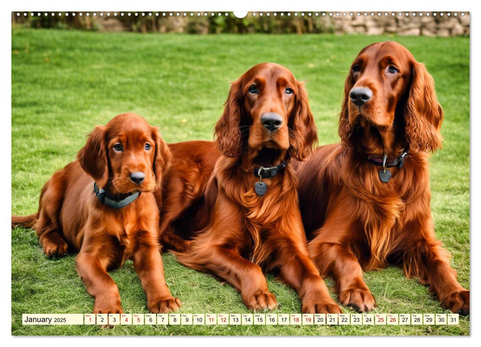 Irish Setter - pure grace (CALVENDO Monthly Calendar 2025)