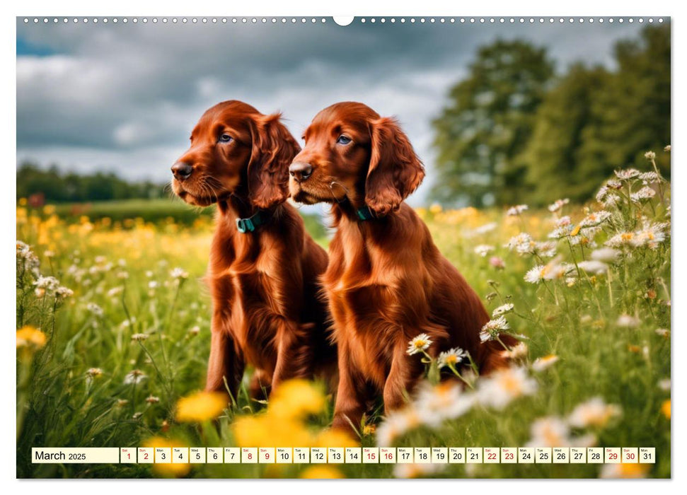 Irish Setter - pure grace (CALVENDO Monthly Calendar 2025)