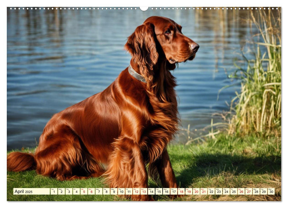 Irish Setter - pure grace (CALVENDO Monthly Calendar 2025)