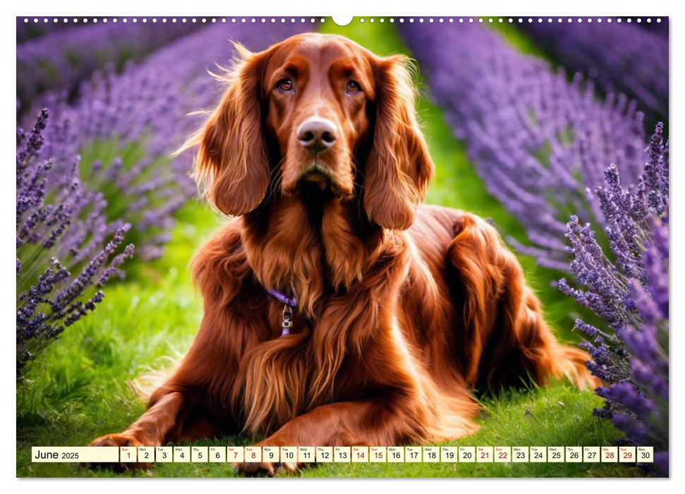 Irish Setter - pure grace (CALVENDO Monthly Calendar 2025)