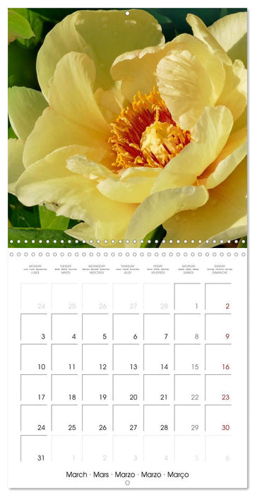 The peony a flower with meaning (CALVENDO Monthly Calendar 2025)