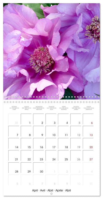 The peony a flower with meaning (CALVENDO Monthly Calendar 2025)