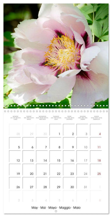 The peony a flower with meaning (CALVENDO Monthly Calendar 2025)