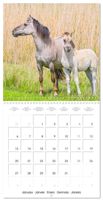 Konik horses (CALVENDO Monthly Calendar 2025)