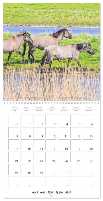 Konik horses (CALVENDO Monthly Calendar 2025)