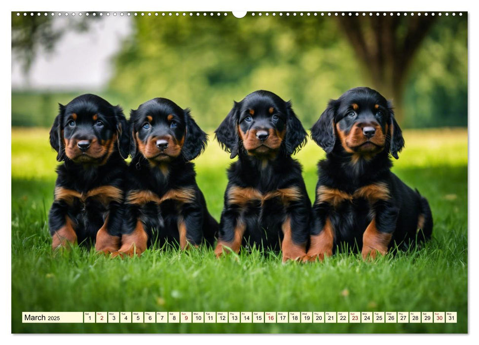 Gordon Setter - elegant powerhouse (CALVENDO Monthly Calendar 2025)