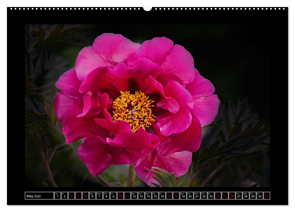 Mysterious plant portraits (CALVENDO Monthly Calendar 2025)