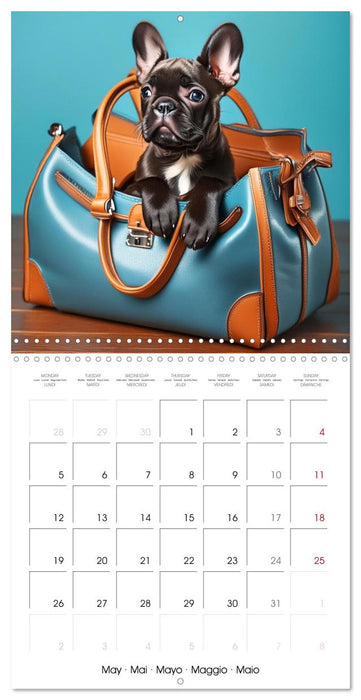 Handbag dogs - always with you (CALVENDO Monthly Calendar 2025)