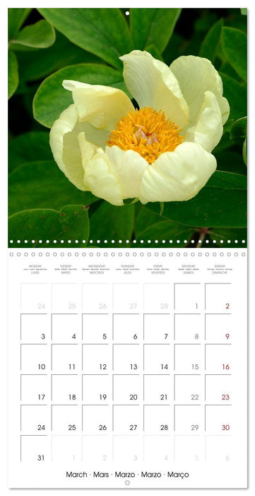 Peonies as painted (CALVENDO Monthly Calendar 2025)