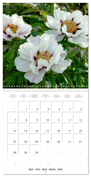 Peonies as painted (CALVENDO Monthly Calendar 2025)