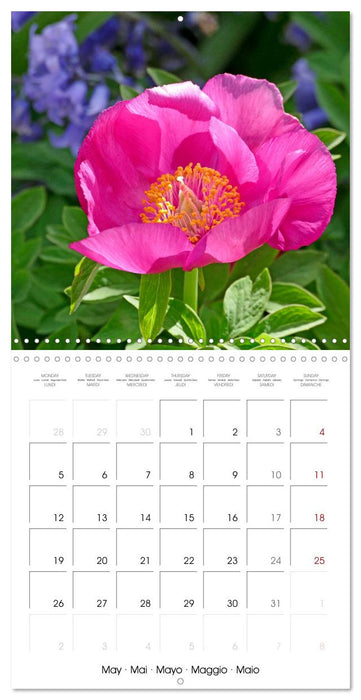 Peonies as painted (CALVENDO Monthly Calendar 2025)