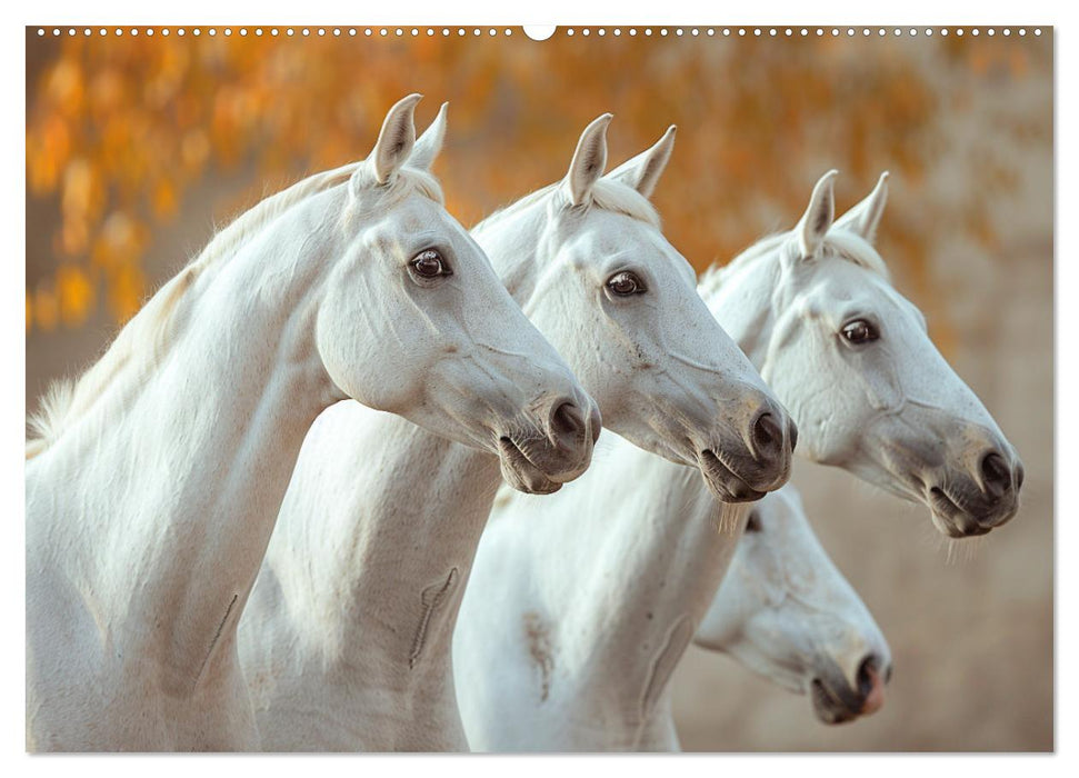 White Horses in Splendor (CALVENDO Monthly Calendar 2025)