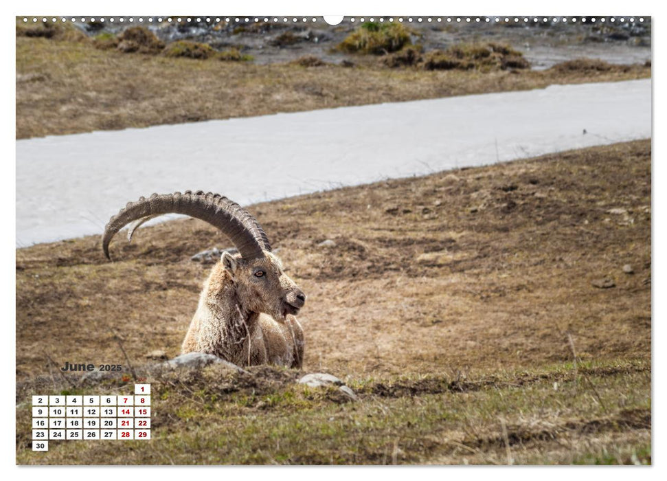 The French Alps, on the trail of the marmot (CALVENDO Monthly Calendar 2025)