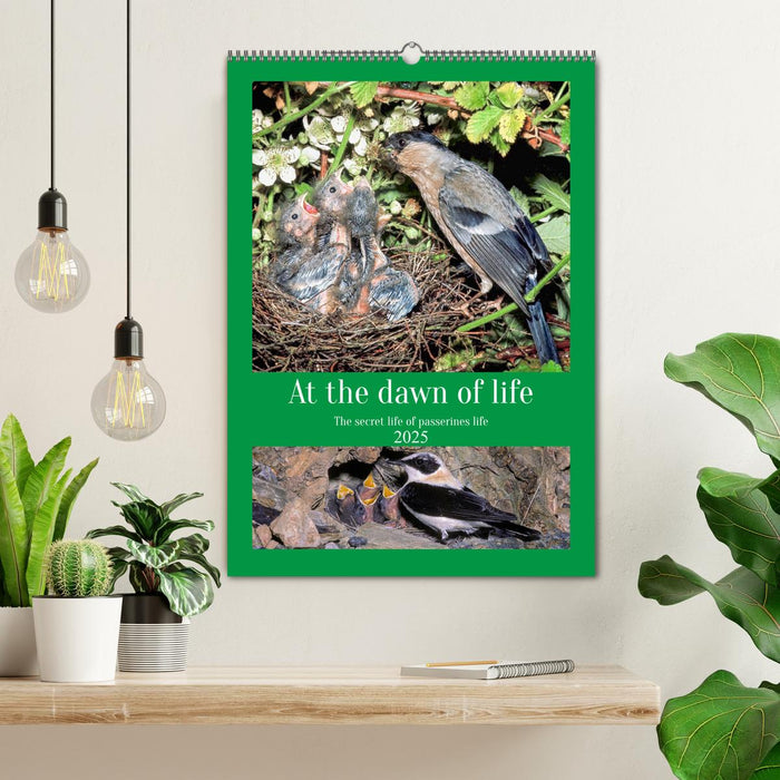 At the dawn of life the secret life of passerines (CALVENDO Monthly Calendar 2025)