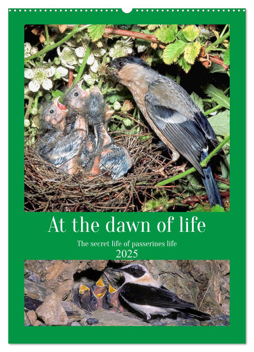 At the dawn of life the secret life of passerines (CALVENDO Monthly Calendar 2025)