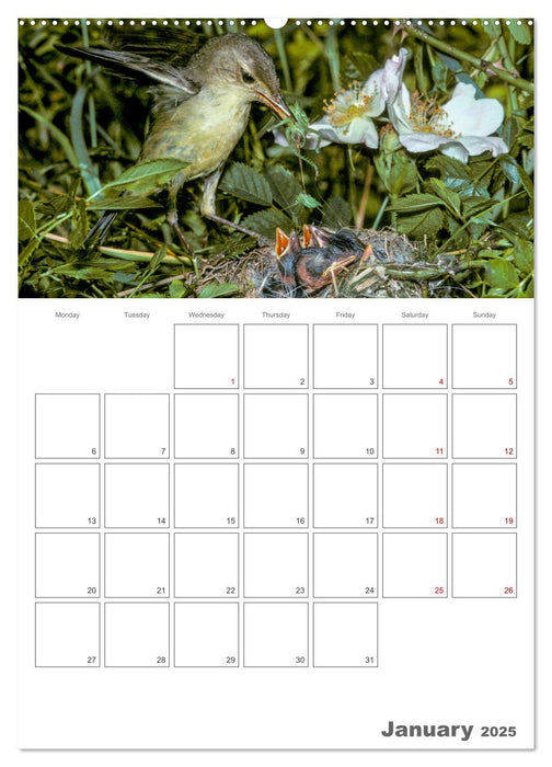 At the dawn of life the secret life of passerines (CALVENDO Monthly Calendar 2025)