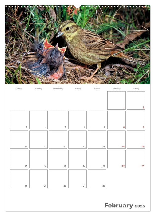 At the dawn of life the secret life of passerines (CALVENDO Monthly Calendar 2025)