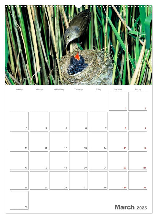 At the dawn of life the secret life of passerines (CALVENDO Monthly Calendar 2025)