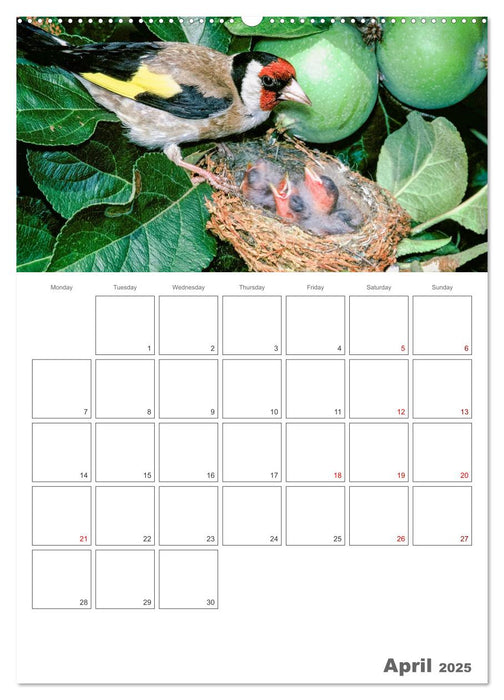 At the dawn of life the secret life of passerines (CALVENDO Monthly Calendar 2025)